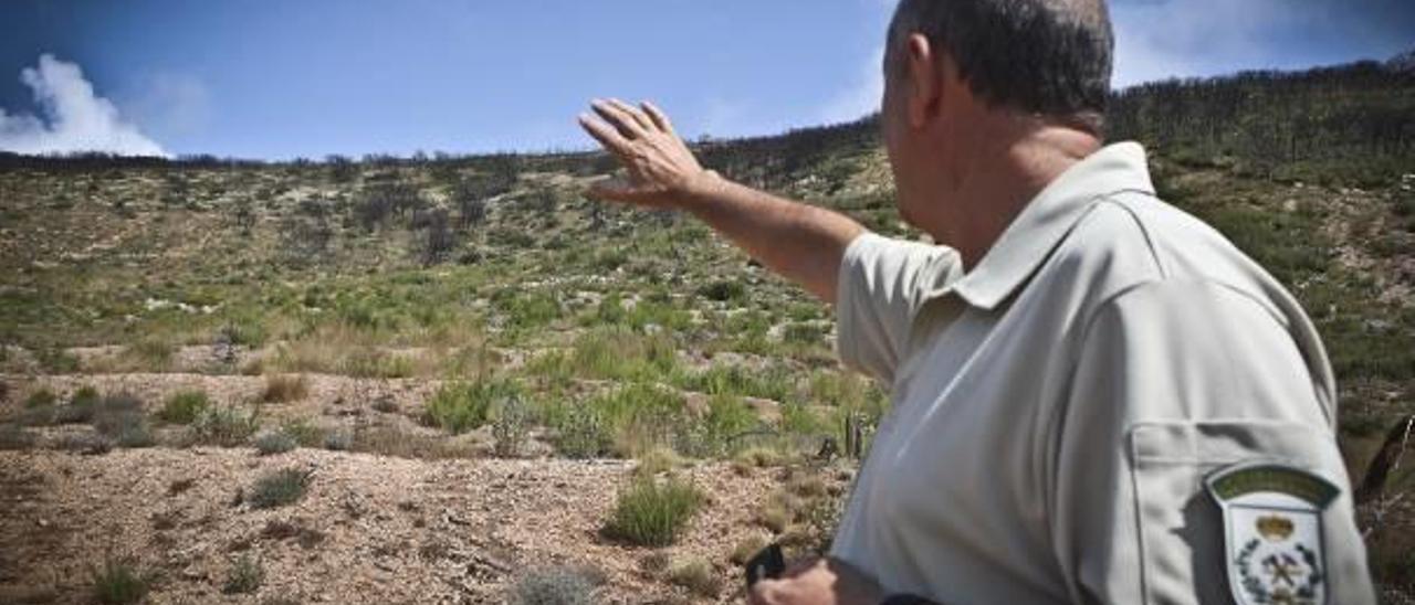 La Torre de les Maçanes: Los pinos crecen a un ritmo muy lento