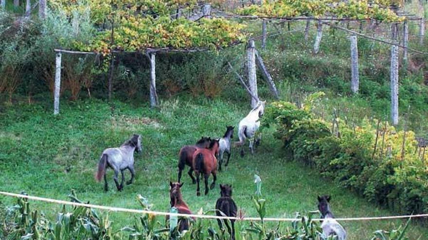 Los caballos en una de las fincas privadas de la localidad de Castroagudín.  // Faro