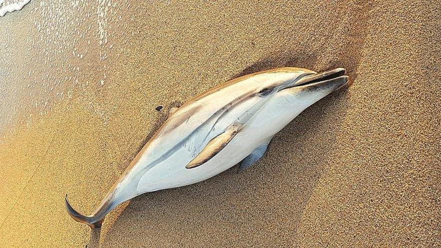 Troben un dofí mort a la platja de s&#039;Abanell de Blanes