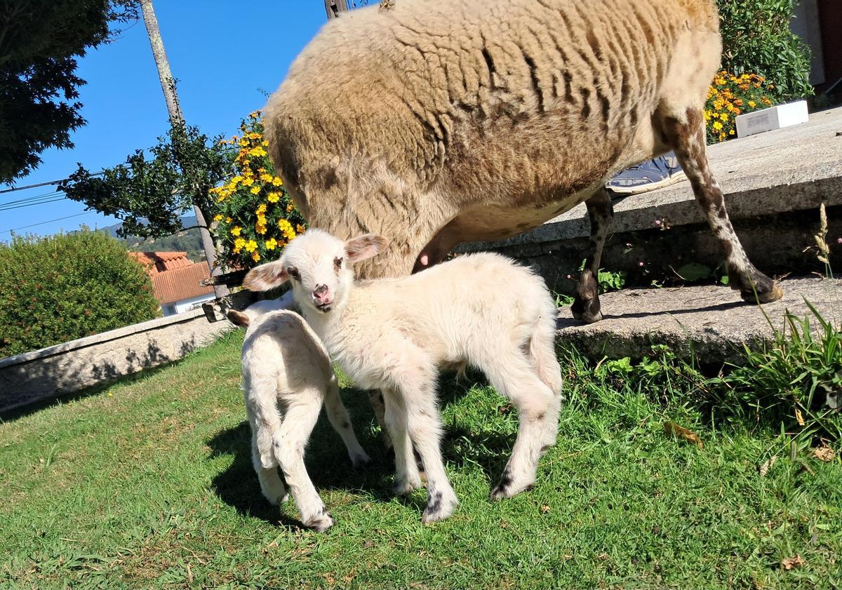 Las tres ovejas robadas en Donas (Gondomar).
