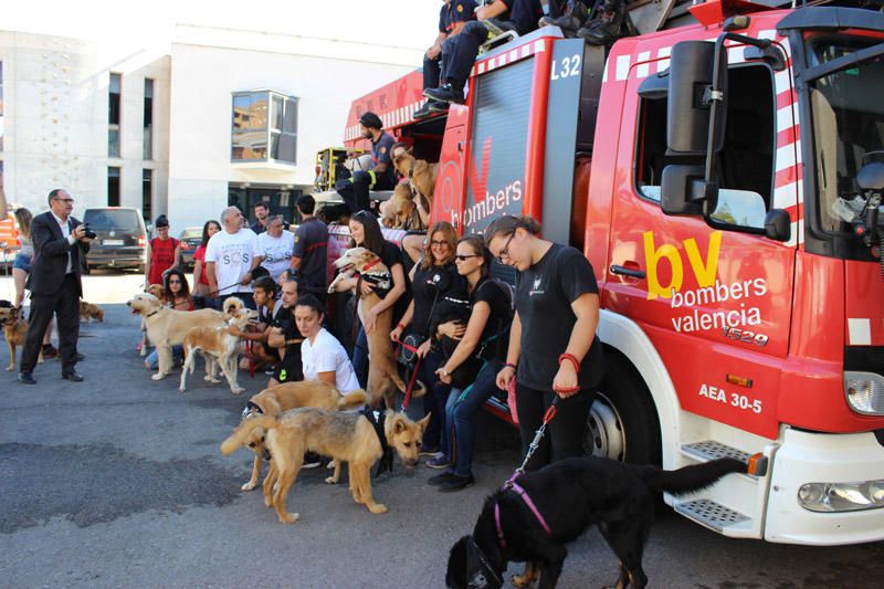 Los Bomberos de Valencia, con la adopción de mascotas