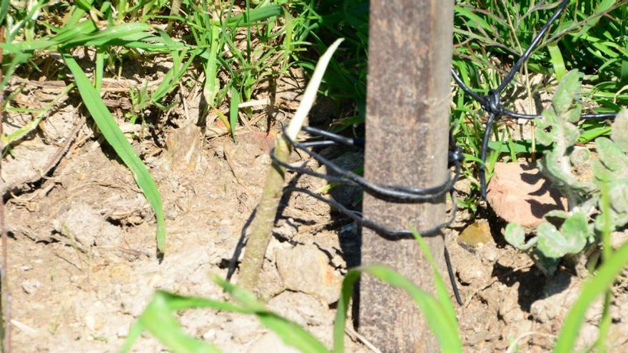 Árboles cortados en Rodeira.