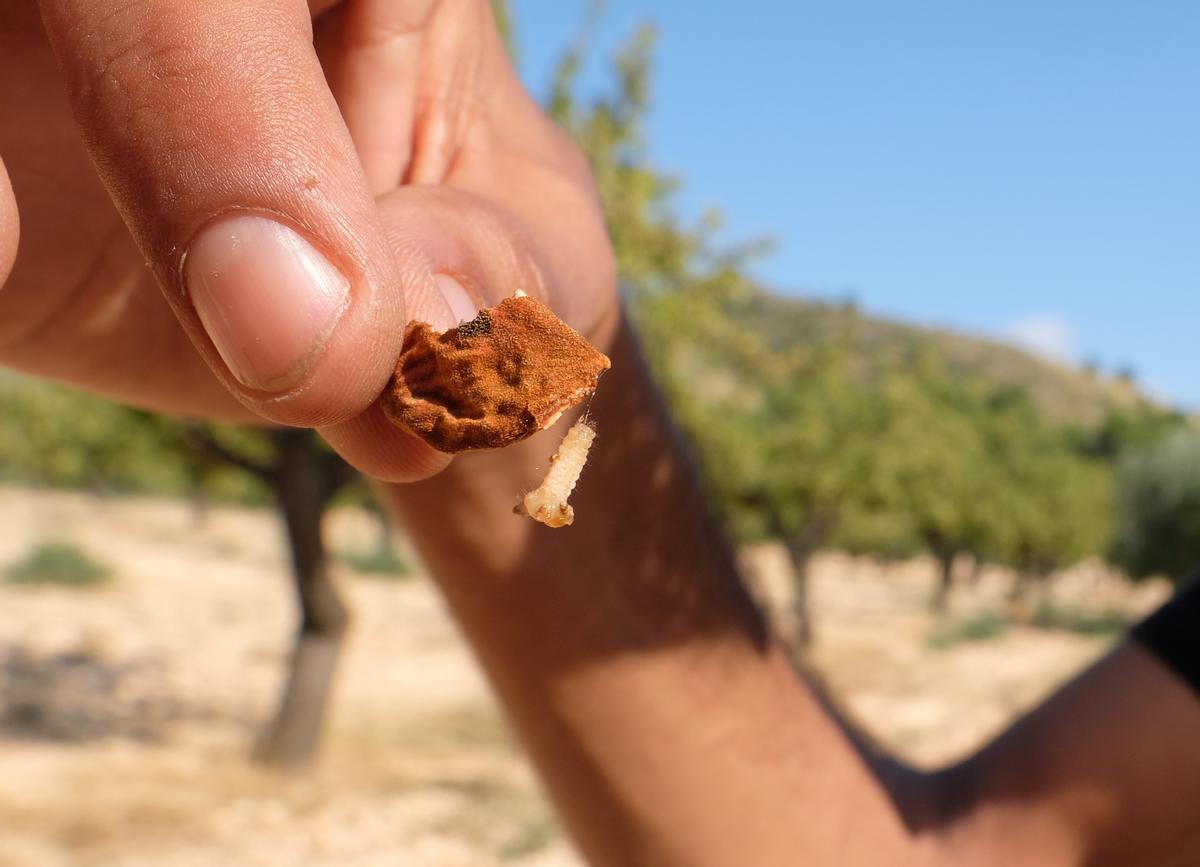 La larva de la avispilla se alimenta de la almendra hasta que se convierte en ninfa y sale al exterior para repetir el proceso.