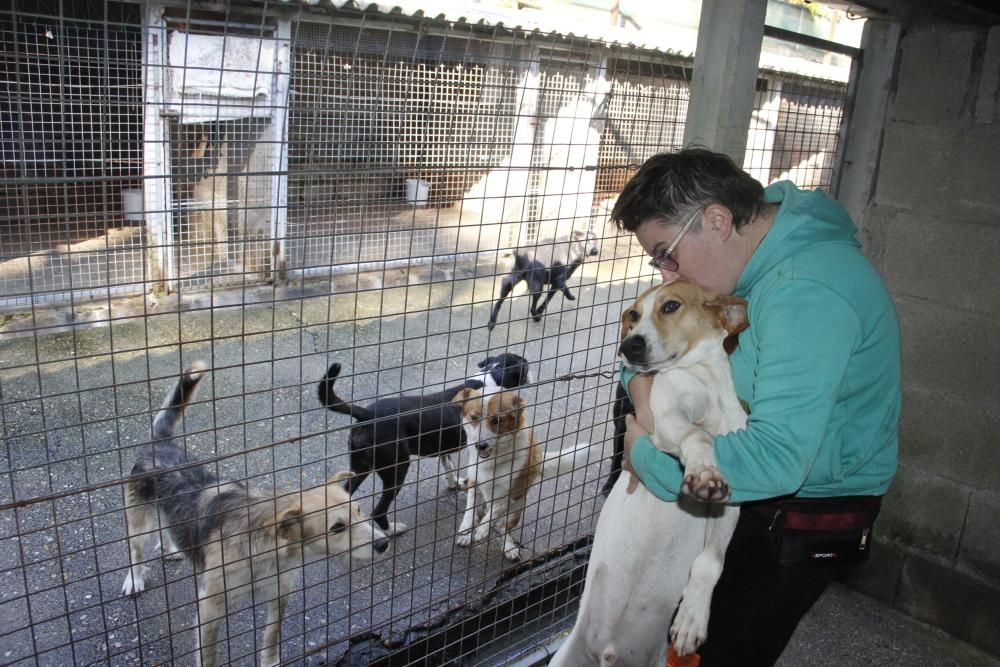 Cachorros abandonados en O Morrazo buscan un hogar