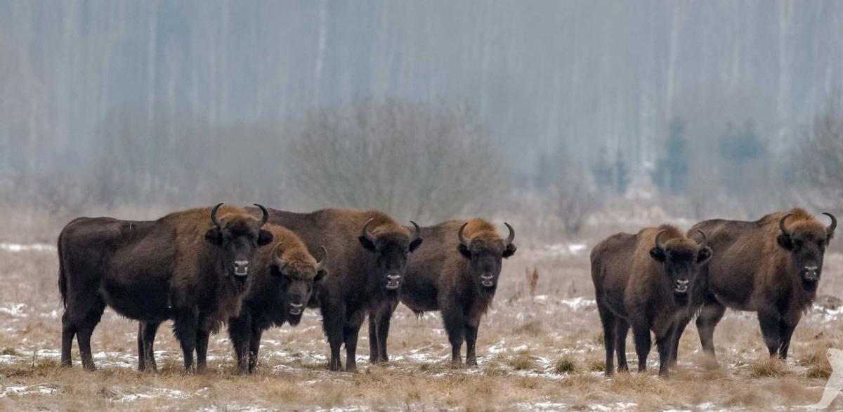 Los bisontes se adaptan bien a muchos rangos geográficos