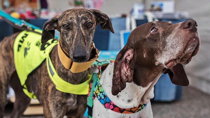 Unos perros en la primera Feria de Adopción de Mascotas de La Laguna, en 2019.