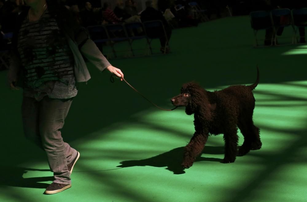 Les imatges més divertides del Crufts Dog Show