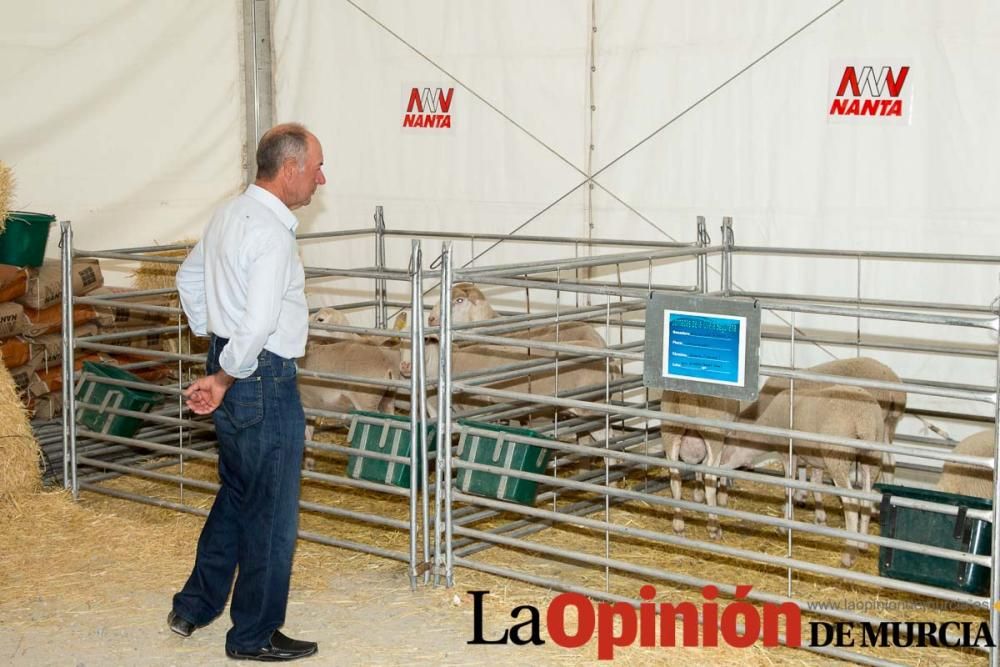 Feria del Cordero Segureño en Caravaca