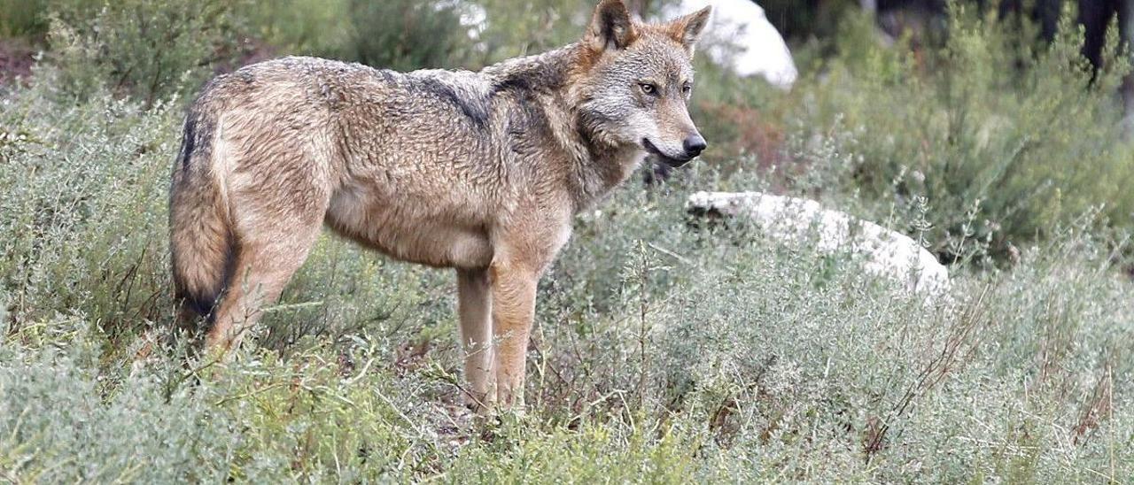 Ejemplar de lobo ibérico en Zamora. EFE