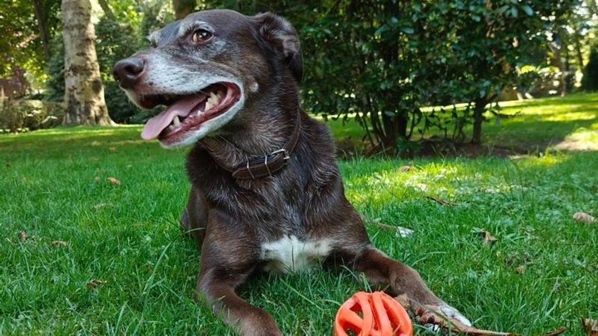 Un perro jugando en un parque