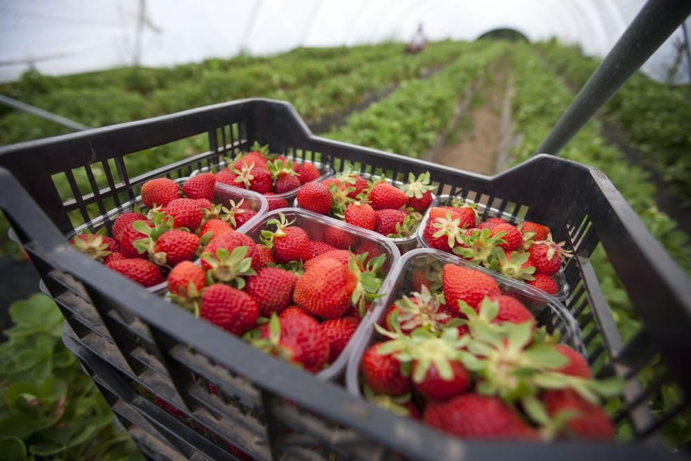 La explotación de fresas de Manuel Touceda // Bernabé / Cris M. V.