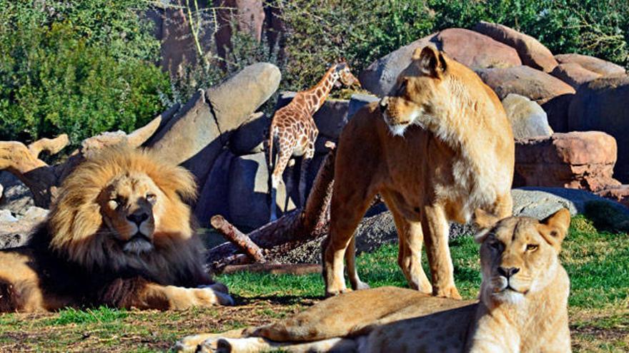 Bioparc Valencia