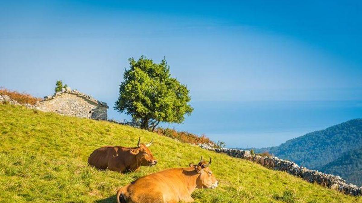 Vacas pastando en Asturias.