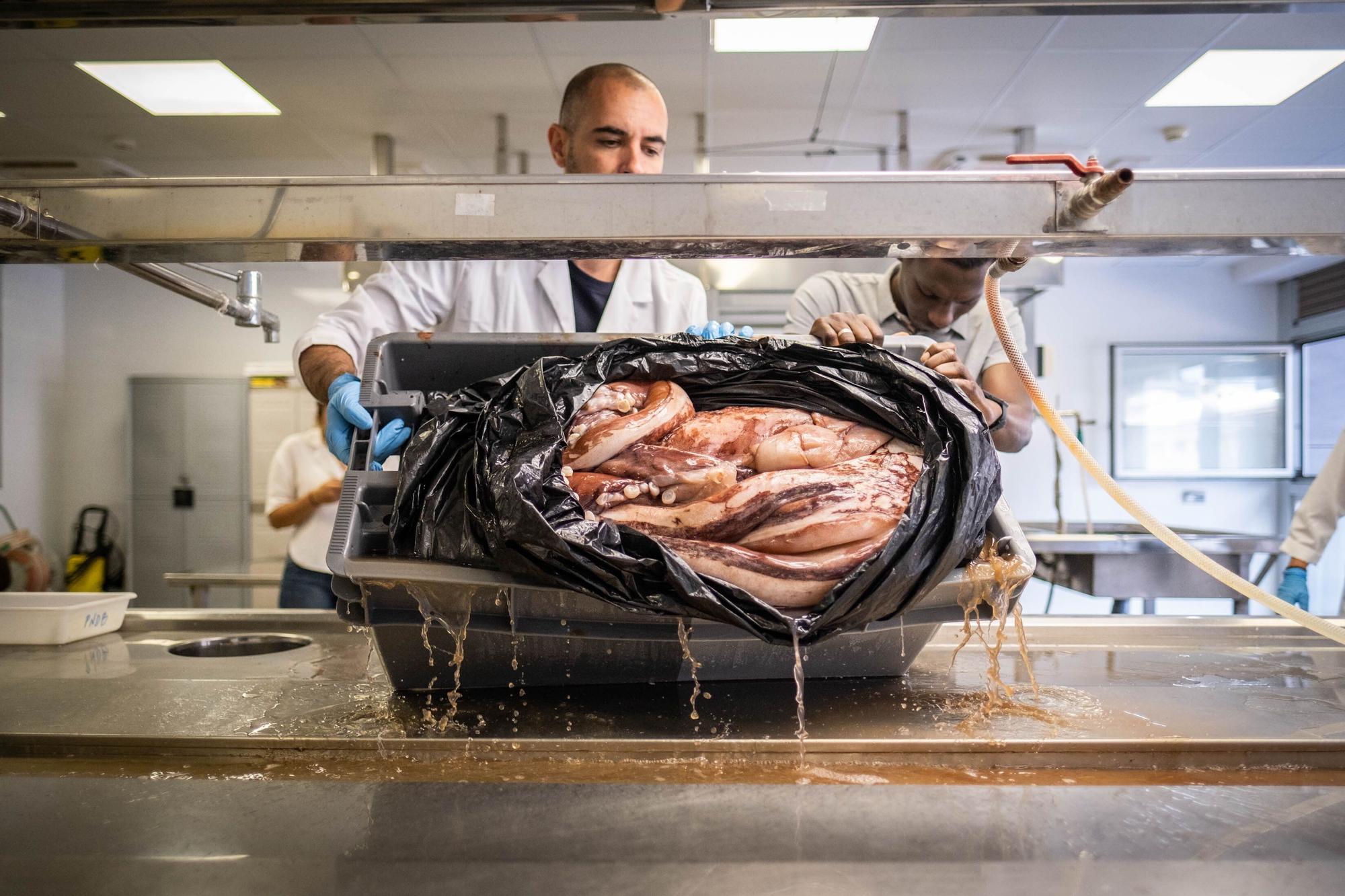 Necropsia de un calamar gigante hallado en aguas de Canarias