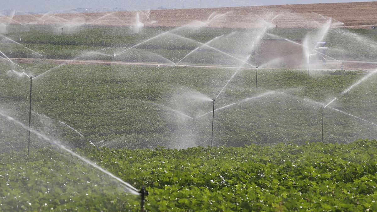 Una explotación agraria cordobesa de regadío, de las 124.000 hectáreas existentes en la provincia,  con los aspersores en marcha.