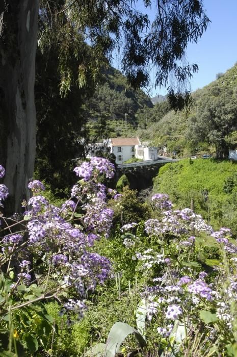 VERDOR EN EL CAMPO GRANCANARIO