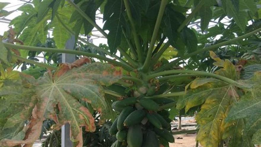 Finca de papaya bajo invernadero de la empresa Durán de Mazarrón; los árboles ya están produciendo los primeros frutos.
