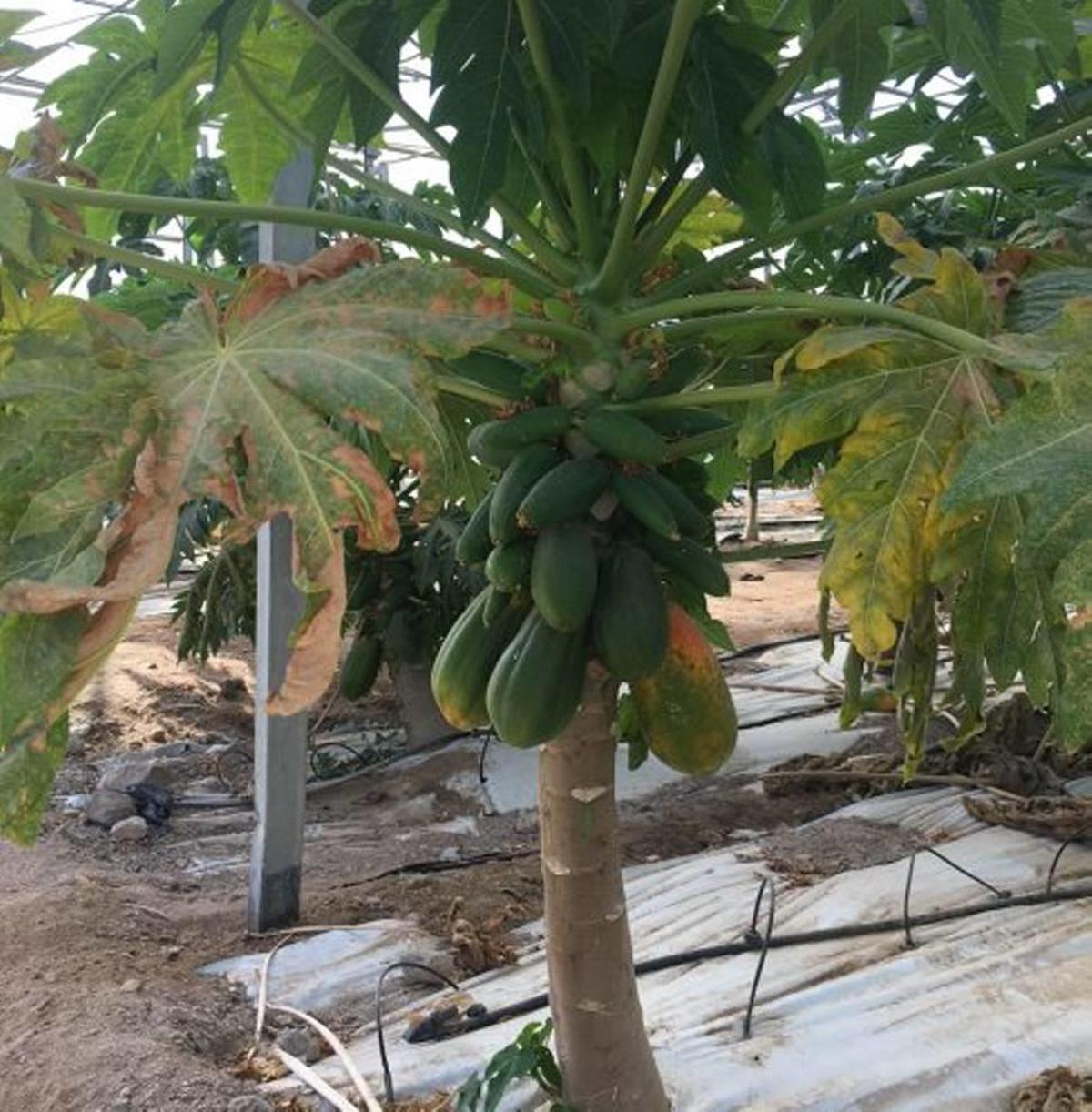 Finca de papaya bajo invernadero de la empresa Durán de Mazarrón; los árboles ya están produciendo los primeros frutos.