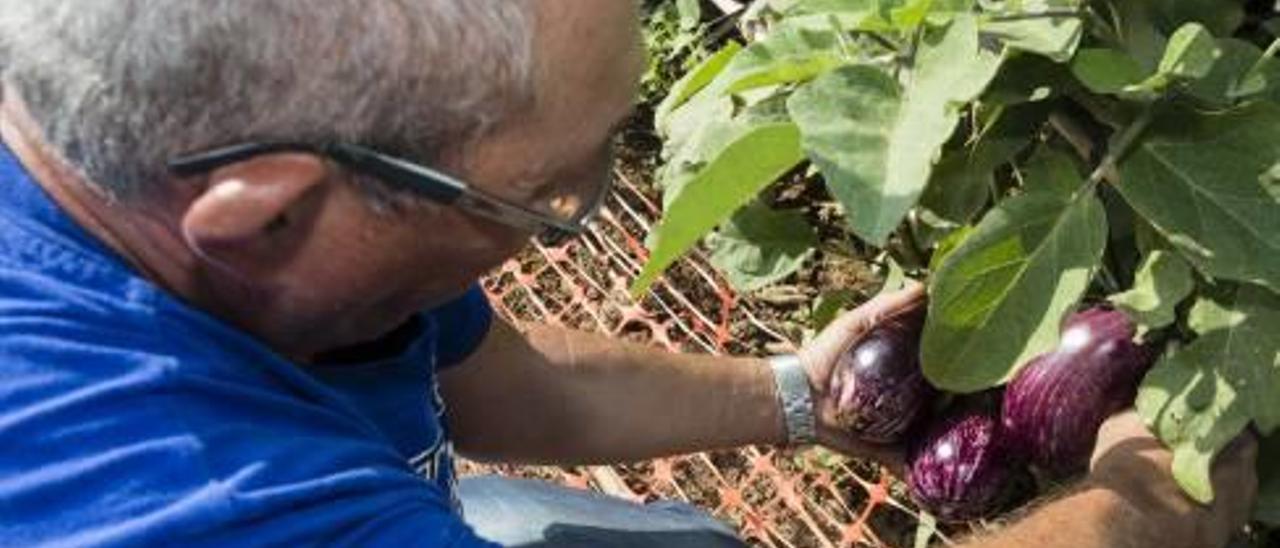 De la huerta a la despensa