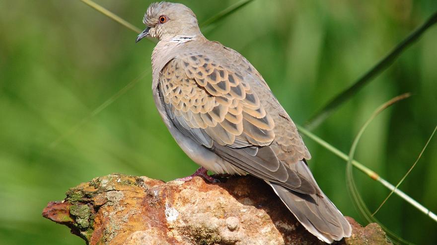 La tórtola europea vuelve a cazarse en la Región de Murcia después de cuatro años