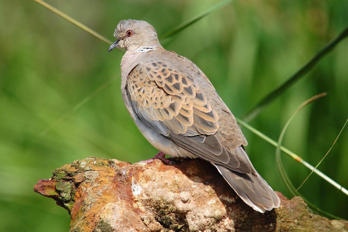 Tórtola europea