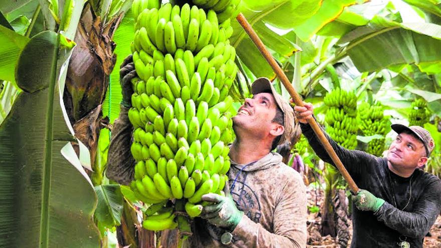 Concentración, calentamiento y falta de control agitan el sector platanero