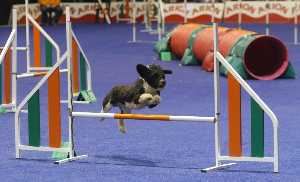 La exposición canina vuelve a contagiar la fiebre perruna en Vigo