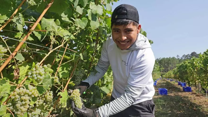 Santiago Ruiz y Laureatus se suman a la madrugadora vendimia de la DO Rías Baixas