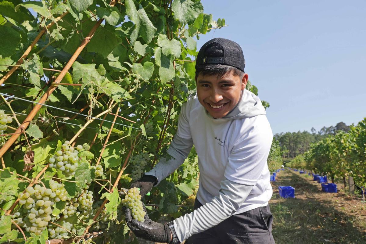 La vendimia iniciada esta mañana en Bodegas Santiago Ruiz (O Rosal). La vendimia iniciada esta mañana en Bodegas Santiago Ruiz (O Rosal).