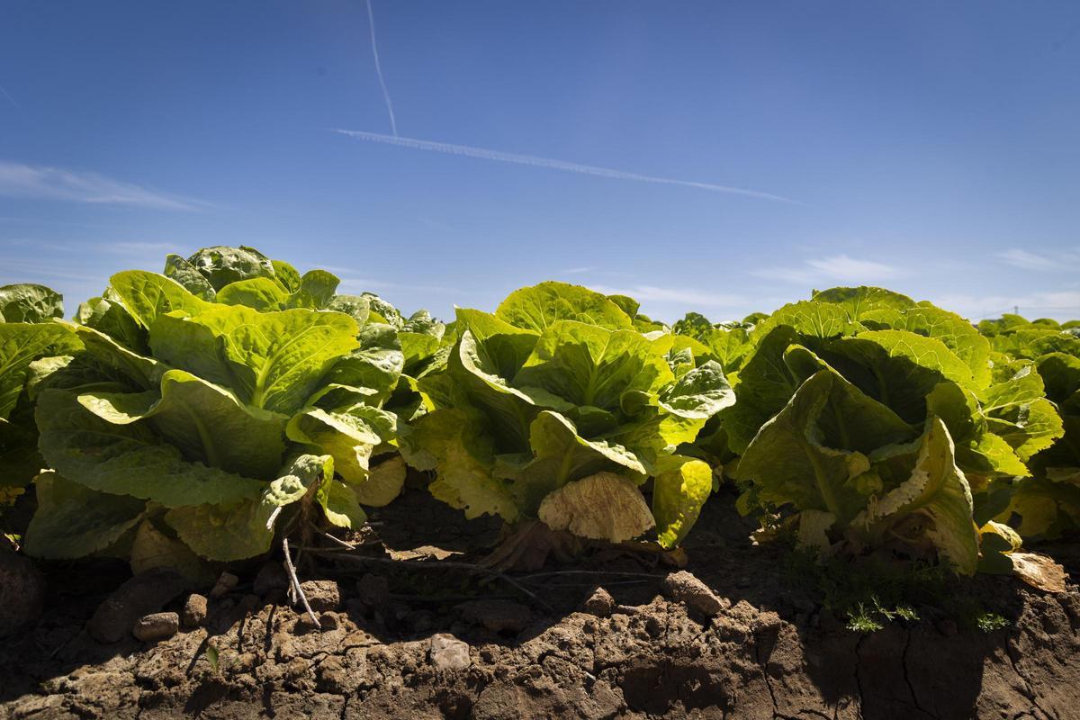 Cultivos en l'Horta Nord.