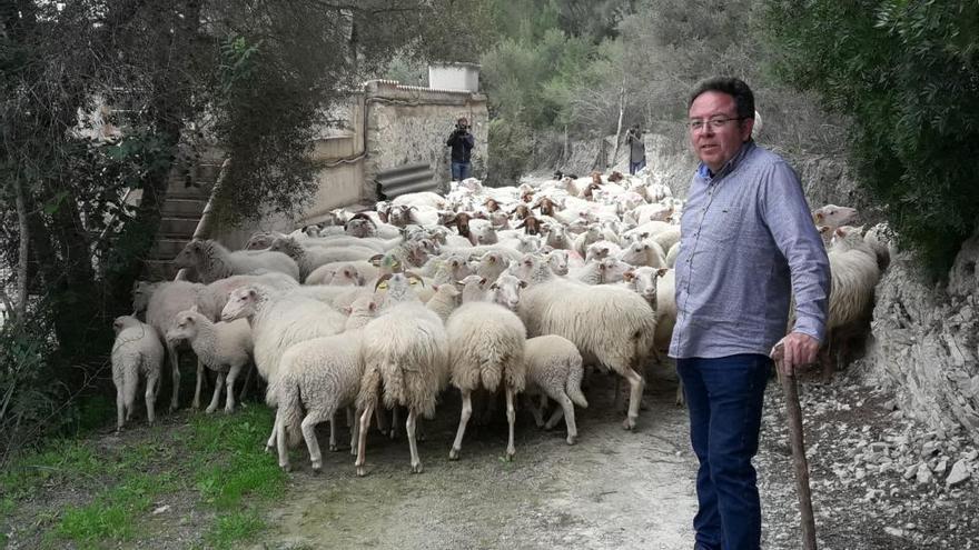 El alcalde de Maria, Guillem Jordà, conduce el rebaño a otra finca del municipio.