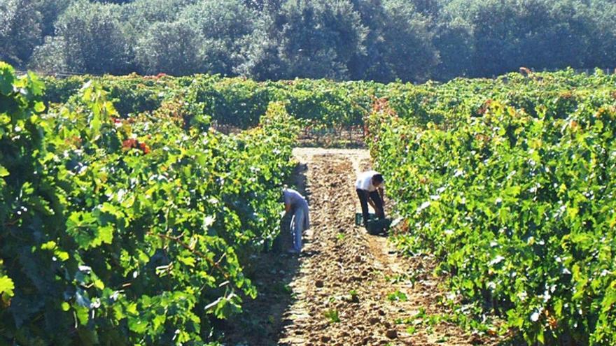 Dos jornaleros recolectan uvas en los viñedos propiedad de una bodega de Toro.