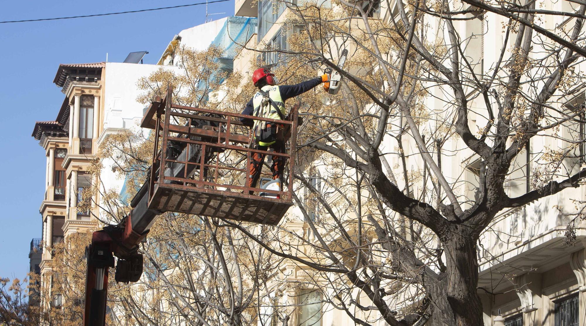 Podan las melias de la Avenida de la Constitución