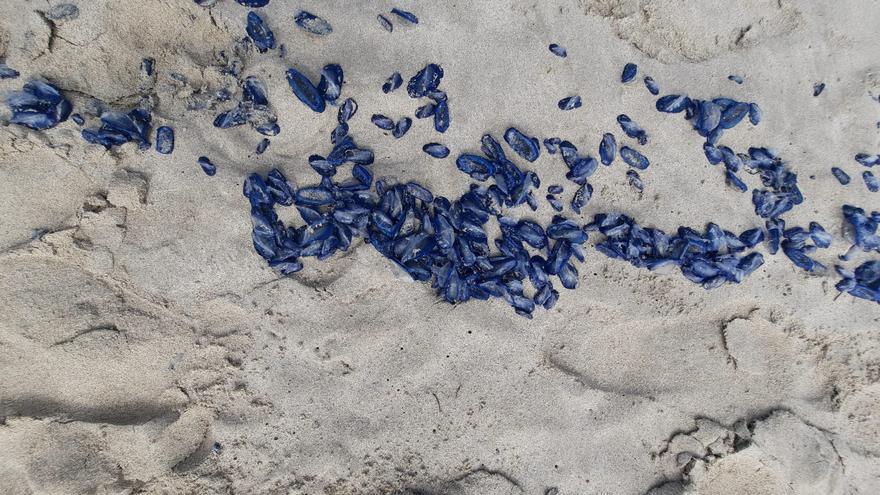 Tausende Segelquallen an der Playa de Muro auf Mallorca angespült