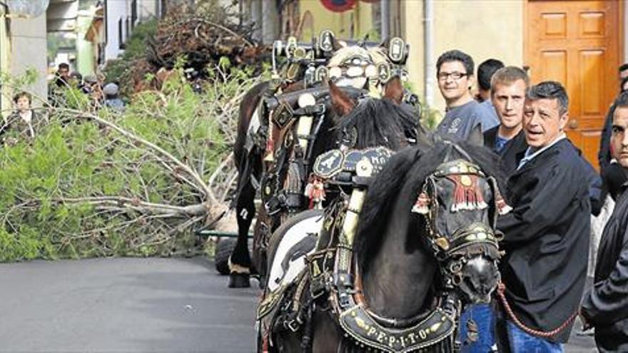 LA VALL BAJA EL PINO QUE ARDERÁ  EL FIN DE SEMANA