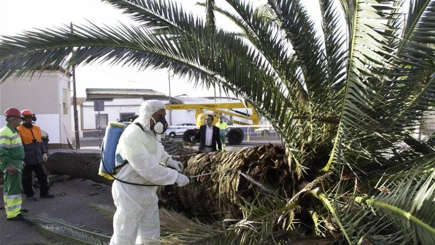 Viveros de Badajoz llevan un mes sin poder vender palmeras por el picudo rojo