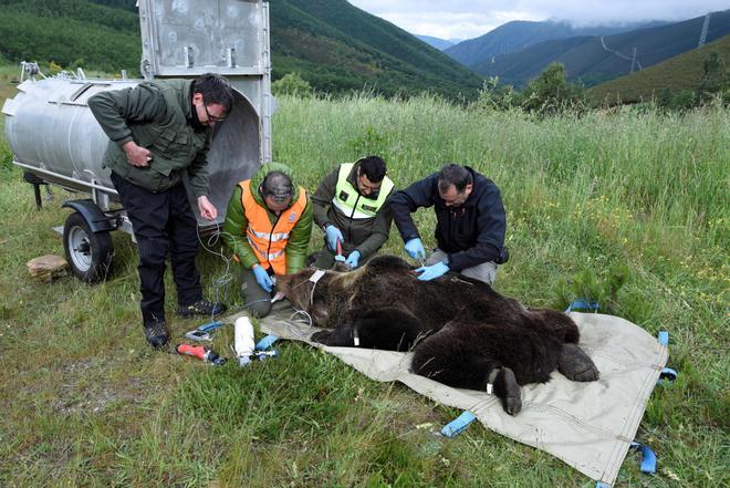 En imágenes: así funciona el plan de Medio Rural para alejar a los osos de los pueblos de Cangas y Degaña
