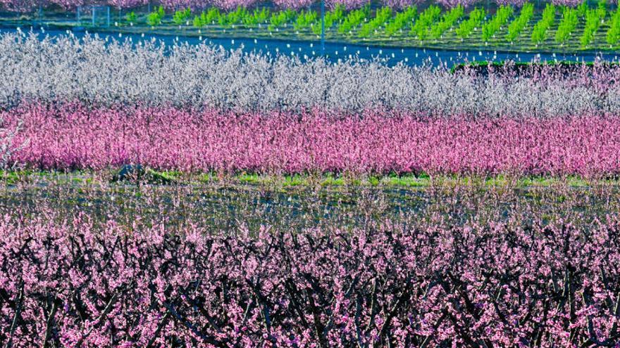 Imagen de la floración de los campos de Cieza