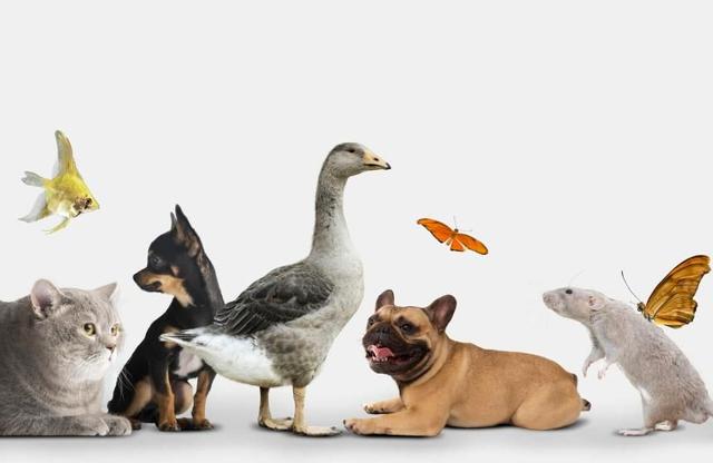 Quines estan protegides per la llei de benestar animal i quines no