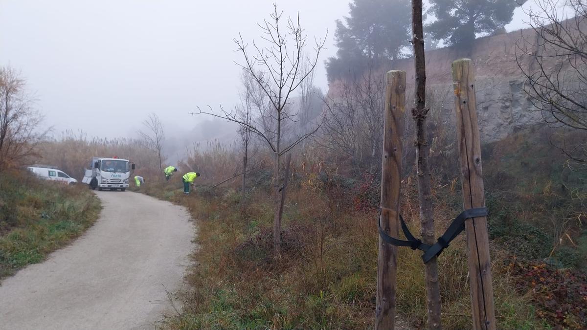 Replantació de la riera d'Òdena
