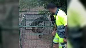Imagen difundida por Mossos con los animales en la jaula en Collserola