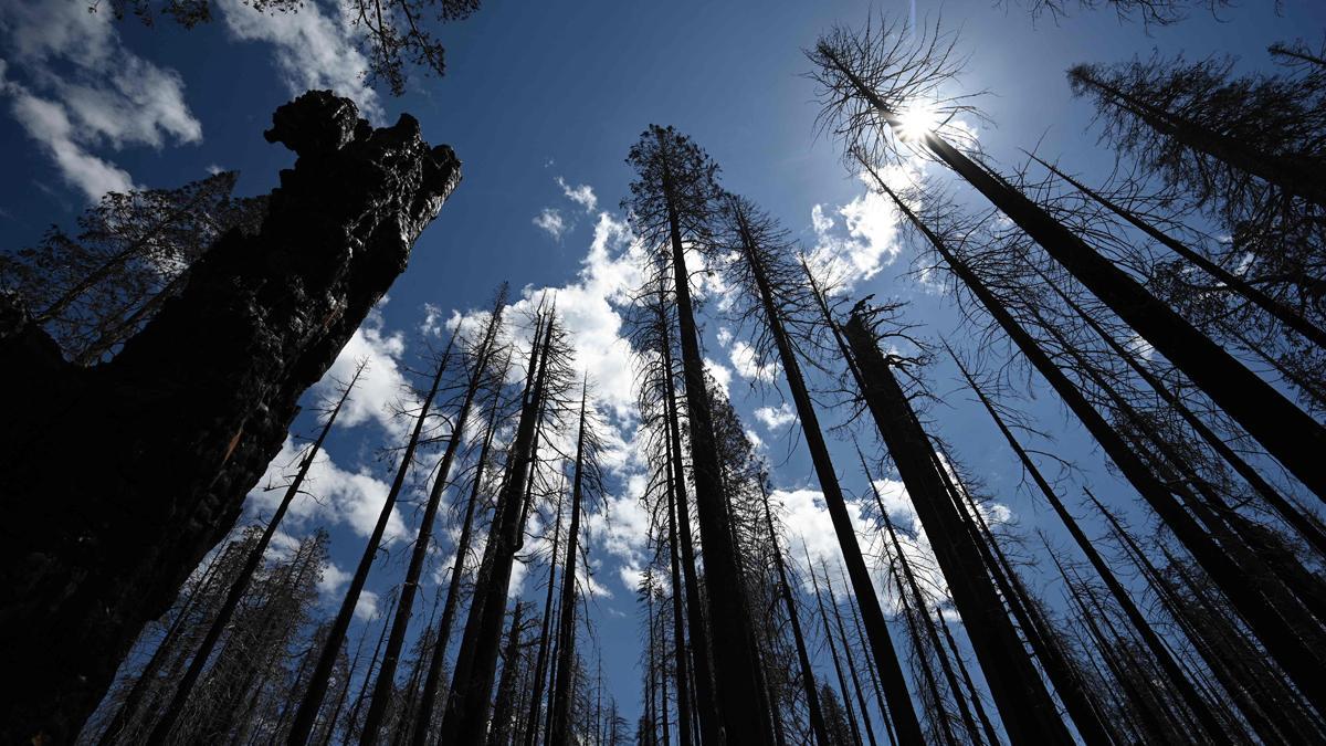 Las secuoyas gigantes de California, en riesgo por los incendios