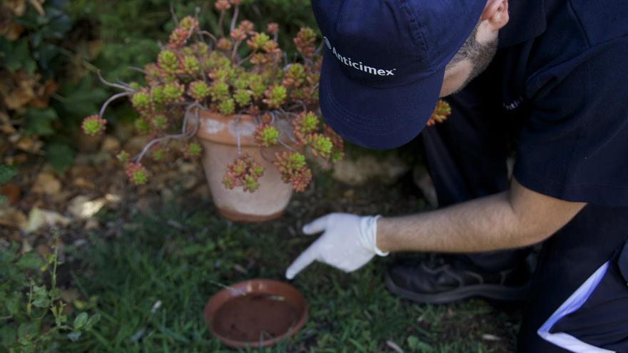 El mosquito tigre en Málaga:  prevención y previsión para 2021