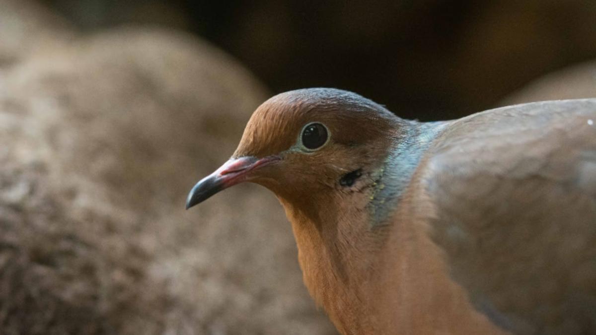 Una imatge d&#039;una de les tórtores de Socorro nascudes al Zoo de Barcelona, el 22 de maig de 2021. (Horitzontal)