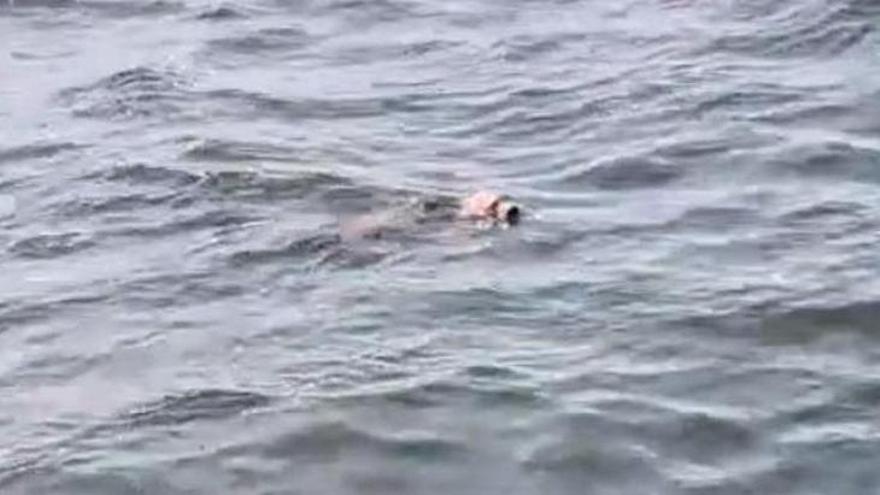 VÍDEO: La foca varada en Asturias y recuperada en el Acuario de Gijón vuelve al mar