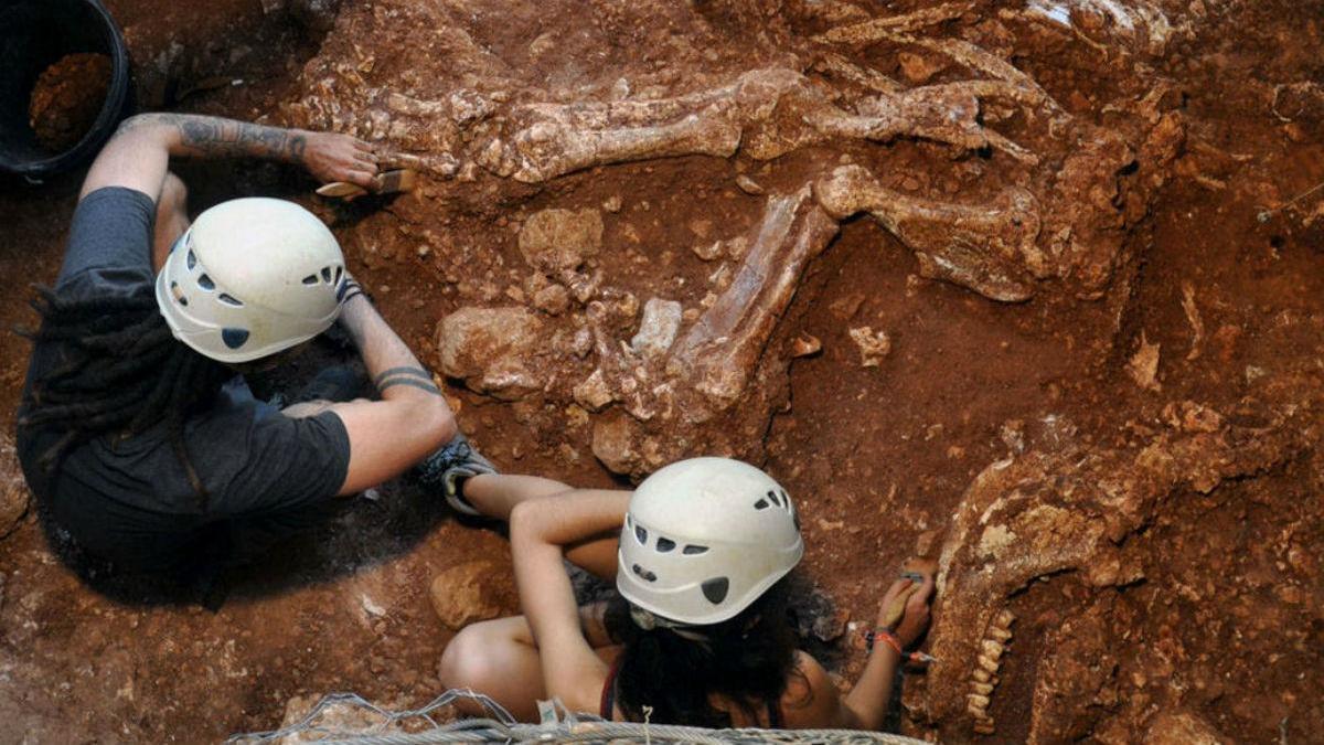 Hallan en Castelldefels el esqueleto de un rinoceronte de hace 160.000 años