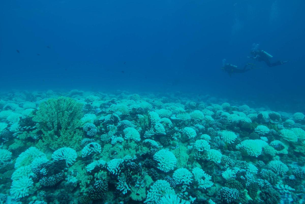 Investigadores buceando en un arrecife de coral en Mo'orea, Polinesia Francesa, durante el fenómeno de blanqueamiento de 2019.