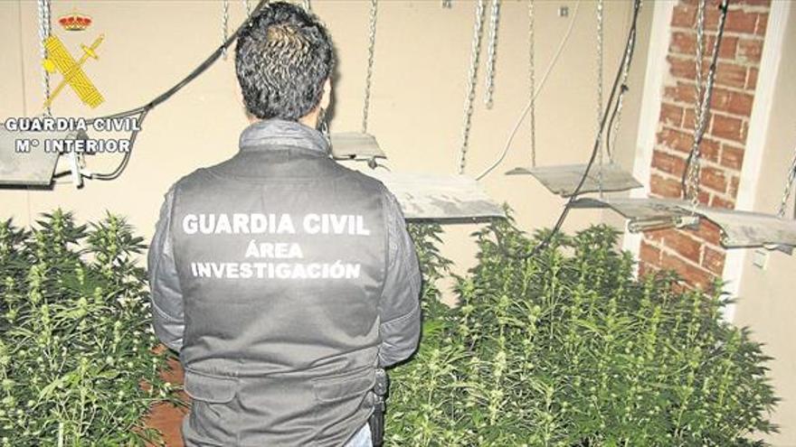 La Benemérita incauta 400 plantas de marihuana y detiene a dos jóvenes