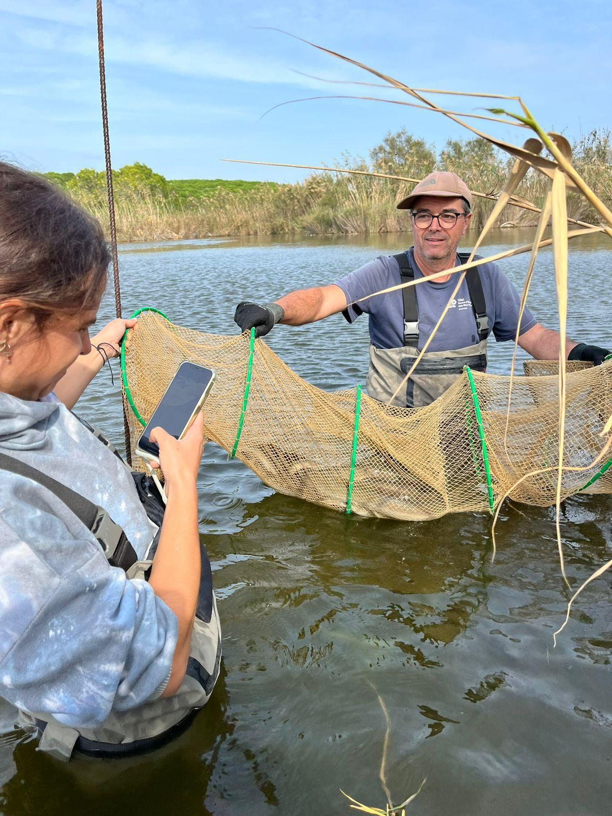 Investigadores del proyecto AnguillaMed capturan ejemplares de anguila en la laguna de la Ricarda