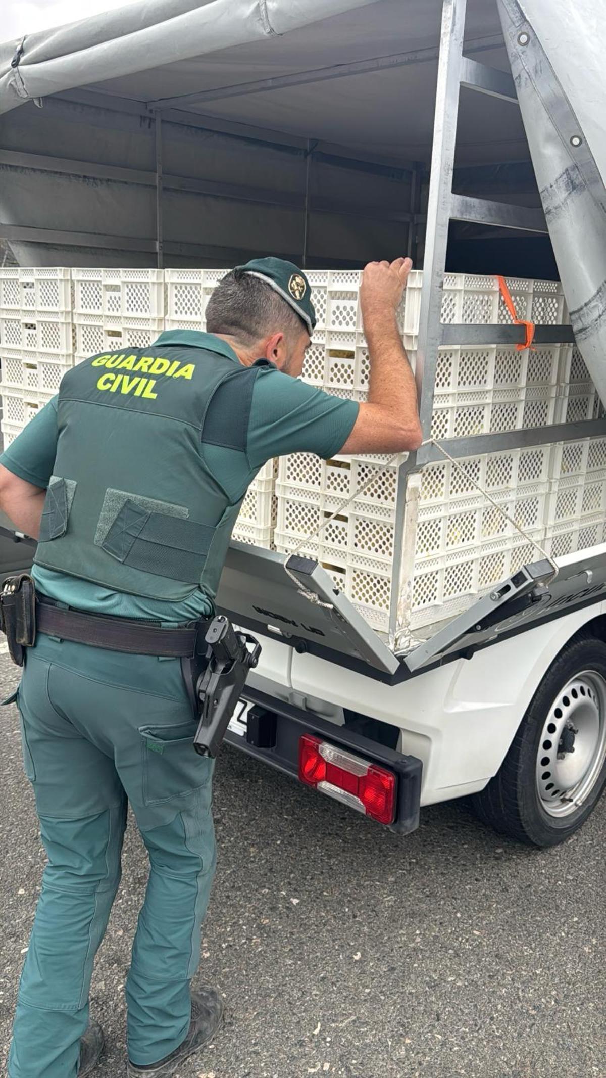 Un guardia civil controla este jueves un vehículo en el puerto de Agaete.